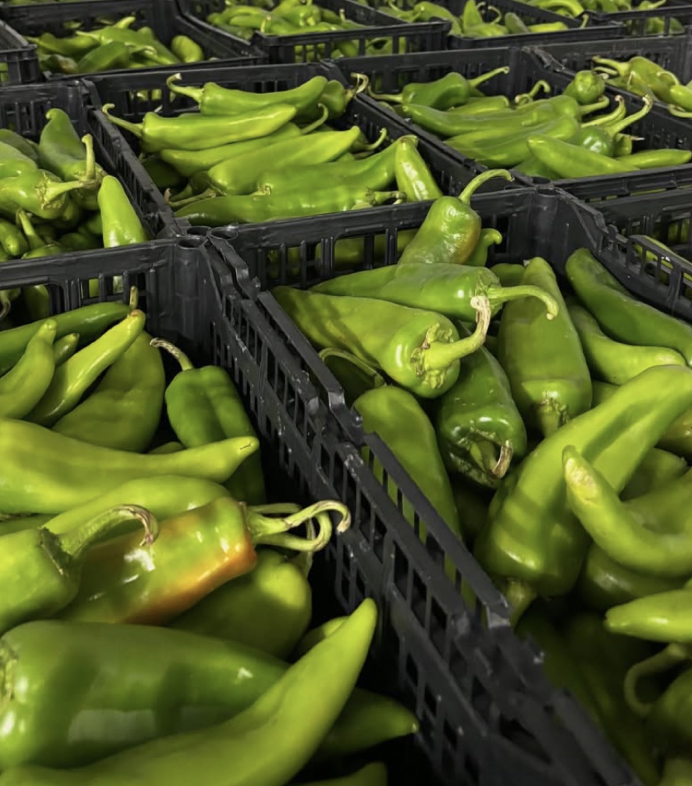 Fresh green chile peppers in crates
